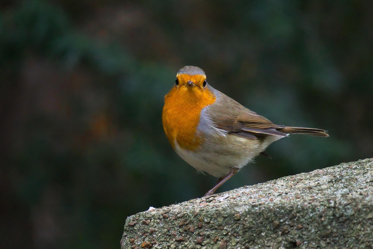 주토피아 슈퍼스타이름