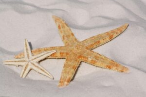 백사장 해신호 활용법 알아보자
